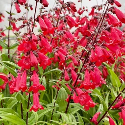 Пенстемон Windsor Red