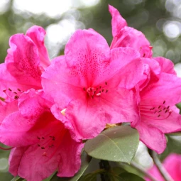 Рододендрон Anna Rose Whitney (контейнер 5 л)