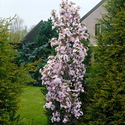 Сакура Аманогава (Amonogawa) ЗКС