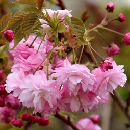 Сакура Пінк Перфекшн (Pink Perfection)