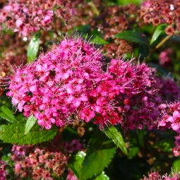 Спірея japonica Sapho
