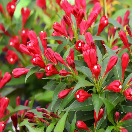 Вейгела All Summer Red