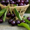 Черешня карликовая Гарден Бинг