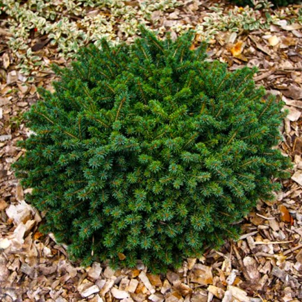 Ель Kosno