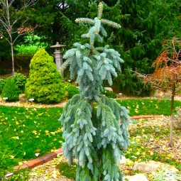 Ель Энгельмана Pendula