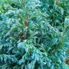 Кипарисовик Curly Tops (Кёрли Топс)