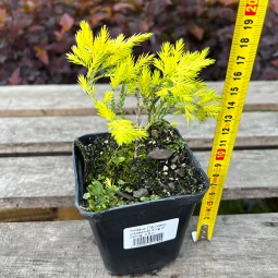 Можжевельник King of Spring (Кинг оф Спринг) контейнер 0.5 л Можжевельник King of Spring (Кинг оф Спринг) контейнер 0.5 л