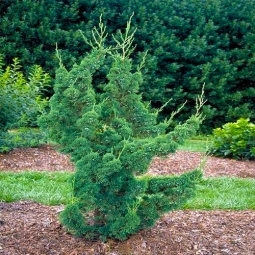 Можжевельник Robusta Green