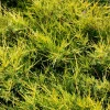 Можжевельник Kuriwao Gold (Куривао Голд) контейнер 2.0 л