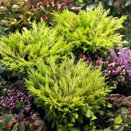 Ялівець Lime Glow (Лайм Глоу) контейнер 2.0 л