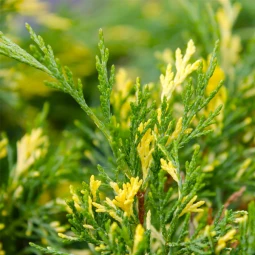 Можжевельник казацкий Variegata контейнер 0.5 л Можжевельник казацкий Variegata контейнер 0.5 л