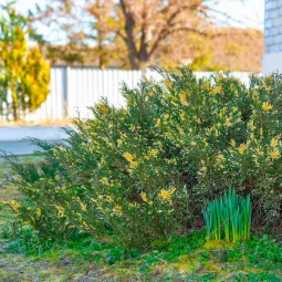 Можжевельник казацкий Variegata контейнер 0.5 л Можжевельник казацкий Variegata контейнер 0.5 л
