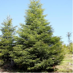 Пихта белая Abies alba