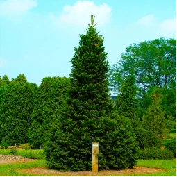 Пихта белая Pyramidalis
