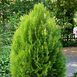 Туя Elegantissima (Елегантіссіма) контейнер 0.5 л