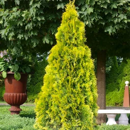 Туя західна Golden Brabant (Голден Брабант) контейнер 0.5 л Туя західна Golden Brabant (Голден Брабант) контейнер 0.5 л