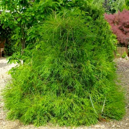 Туя західна Filiformis