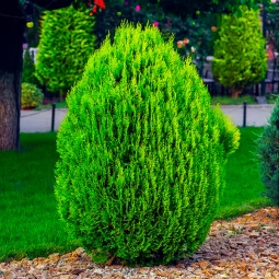 Туя західна Green Egg