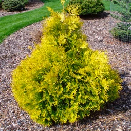Туя західна Holmstrup's Yellow