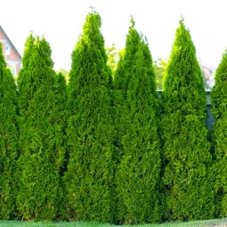 Туя західна Pyramidalis Compacta Туя західна Pyramidalis Compacta