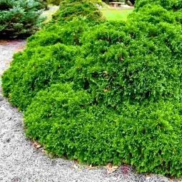 Туя західна Umbraculifera