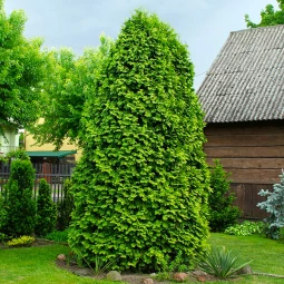 Туя західна Wareana Lutescens