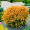 Туя Golden Tuffet (Голден Таффет) контейнер 2.0 л