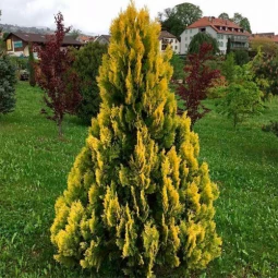Туя Yellow Ribbon (Єллоу Ріббон) контейнер 2.0 л