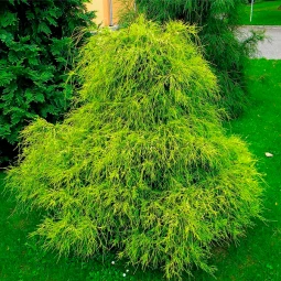 Кипарисовик Filifera Aurea (Филифера Ауреа) контейнер 0.5 л Кипарисовик Filifera Aurea (Филифера Ауреа) контейнер 0.5 л