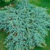 Можжевельник Blue Carpet контейнер 0.5 л