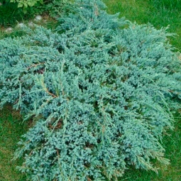 Можжевельник Blue Carpet контейнер 0.5 л Можжевельник Blue Carpet контейнер 0.5 л