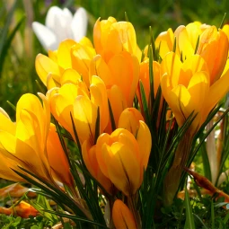 Крокус Крупноцветковый Yellow Крокус Крупноцветковый Yellow