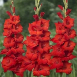 Гладиолус Бамбино Red King Гладиолус Бамбино Red King