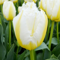 Тюльпан Бахромчатый Lemon Beauty Тюльпан Бахромчатый Lemon Beauty