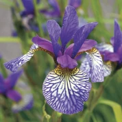 Іриси Sibirica (Сибірські)