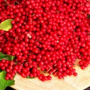 Лимонник китайський