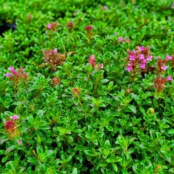 Чебрець Creeping Red контейнер 0. 5 л Чебрець Creeping Red контейнер 0. 5 л