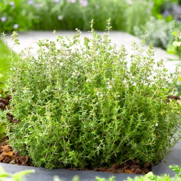 Чебрець звичайний Thymus vulgaris контейнер 0.5 л Чебрець звичайний Thymus vulgaris контейнер 0.5 л