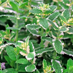 М'ята ананасна Variegata контейнер 0.5 л М'ята ананасна Variegata контейнер 0.5 л