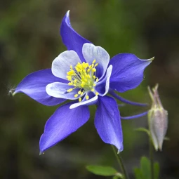 Аквилегия Spring Magic Navy and White