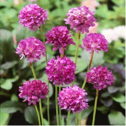 Армерия Armada Deep Rose (Армада Дип Роуз) Армерия Armada Deep Rose (Армада Дип Роуз)