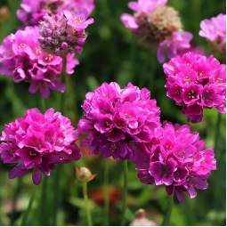 Армерія мaritima Rubrifolia (Рубріфоліа) Армерія мaritima Rubrifolia (Рубріфоліа)