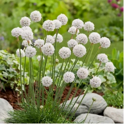 Армерія мaritima White (Уайт)