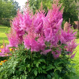 Астільба Gloria Purpurea Астільба Gloria Purpurea