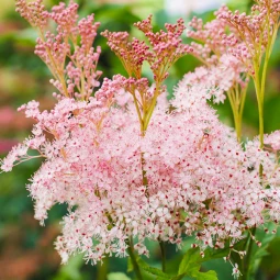 Астільба Inshriach Pink