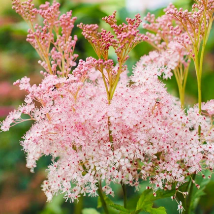 Астільба Inshriach Pink