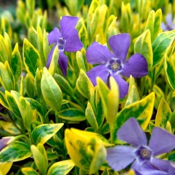 Барвінок малий Argenteovariegata контейнер 0.5 л Барвінок малий Argenteovariegata контейнер 0.5 л