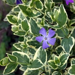 Барвінок Variegata контейнер 0.5 л Барвінок Variegata контейнер 0.5 л
