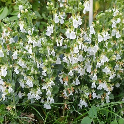 Дубровник обыкновенный Albiflora