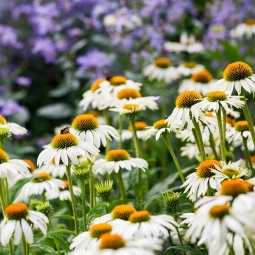 Ехінацея Purpurea White Swan
